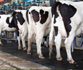 Dairy Herd Health