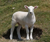 Shearing