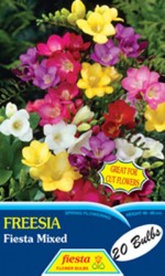 Fiesta Freesias bag of 20