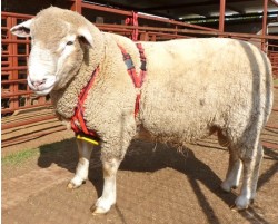 Mating Mark Deluxe Ram Harness