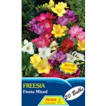 Fiesta Freesias bag of 20